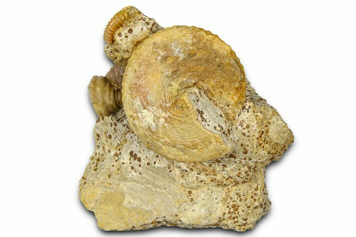 Jurassic Ammonite (Spiroceras) and Sea Snail Fossils - France #367881